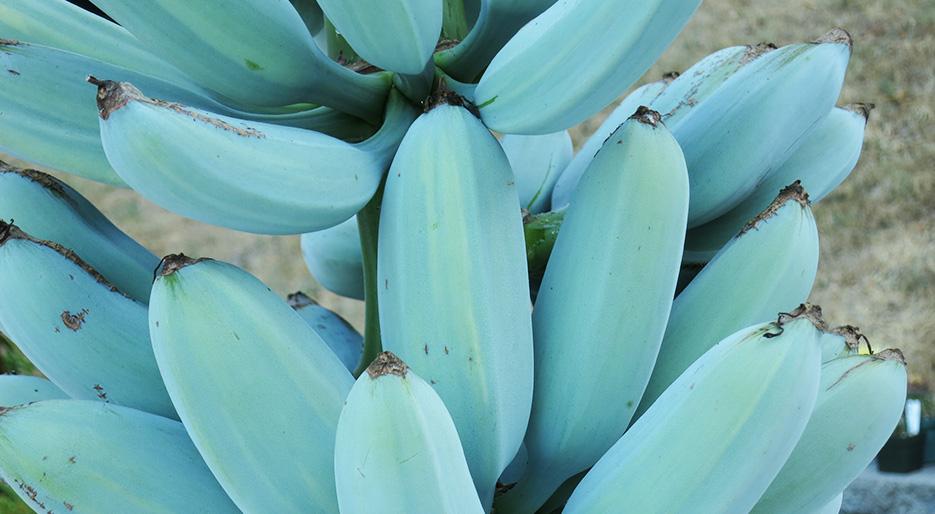 Blue bananas are a thing — and they taste like vanilla ice cream