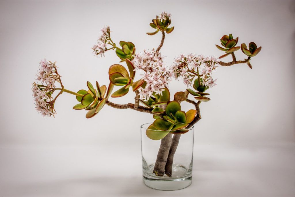 The best house plant to get, according to your zodiac sign
