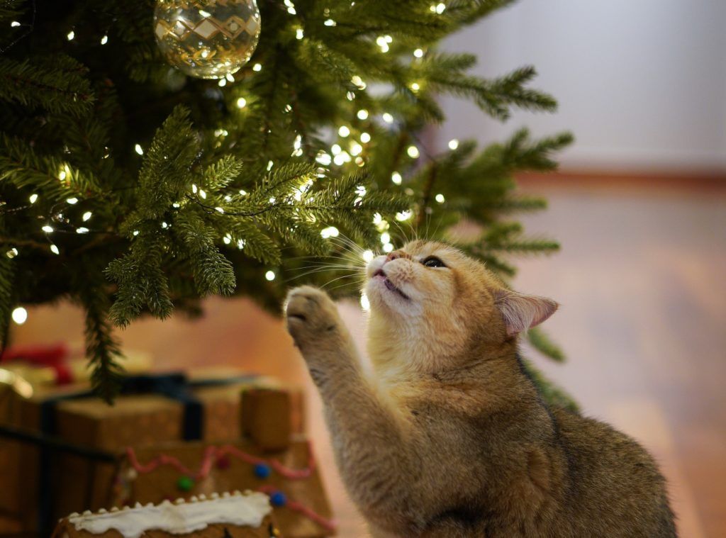 Is a real Christmas tree more eco-friendly than an artificial one?