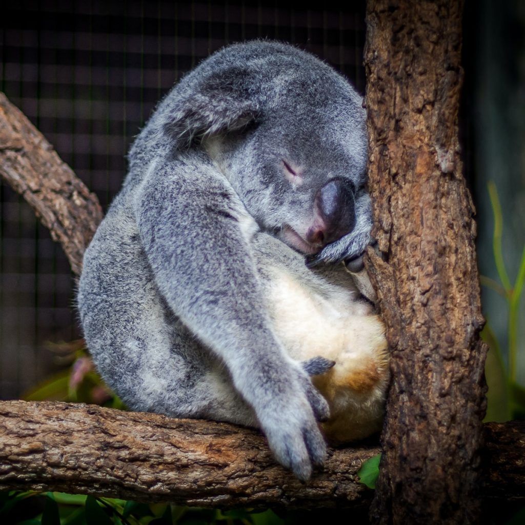 Singapore-Australia VTL: 8 unique things to do in Australia if you are planning a trip