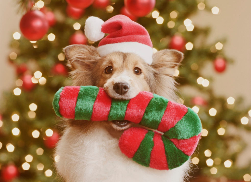 14 best pet gifts to spoil your cats and dogs with this Christmas