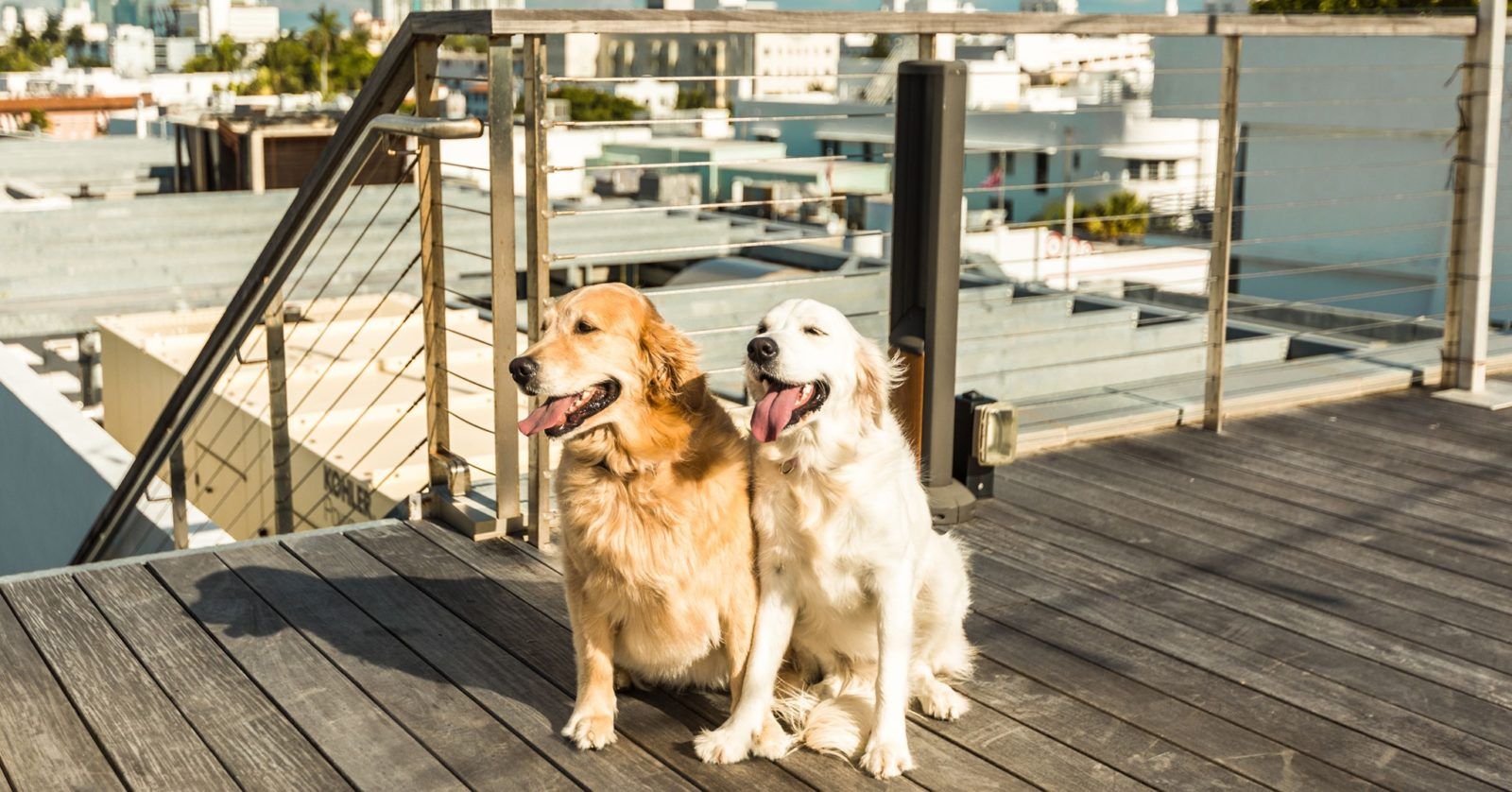 These luxury hotels around the world have the cutest animals in residence
