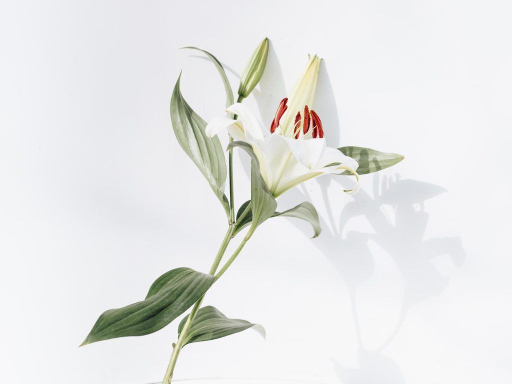 Ditch the roses — get creative this V-Day with these equally romantic flowers