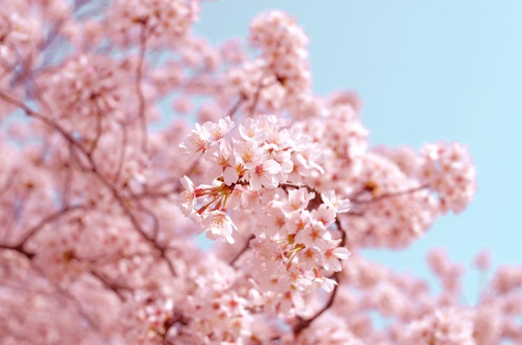 Gardens by the Bay unveils cherry blossom display as it turns 10