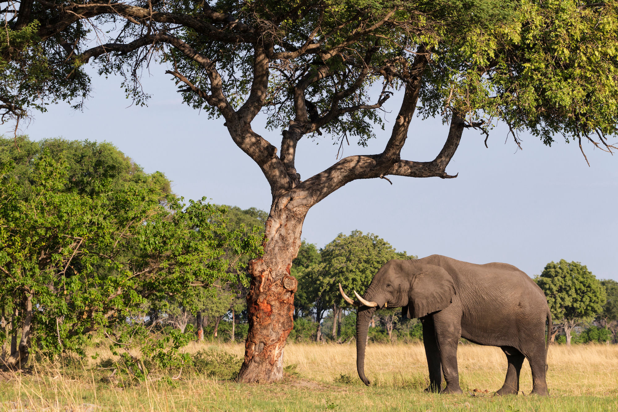 All about Marula, the versatile African superfruit your skin will love