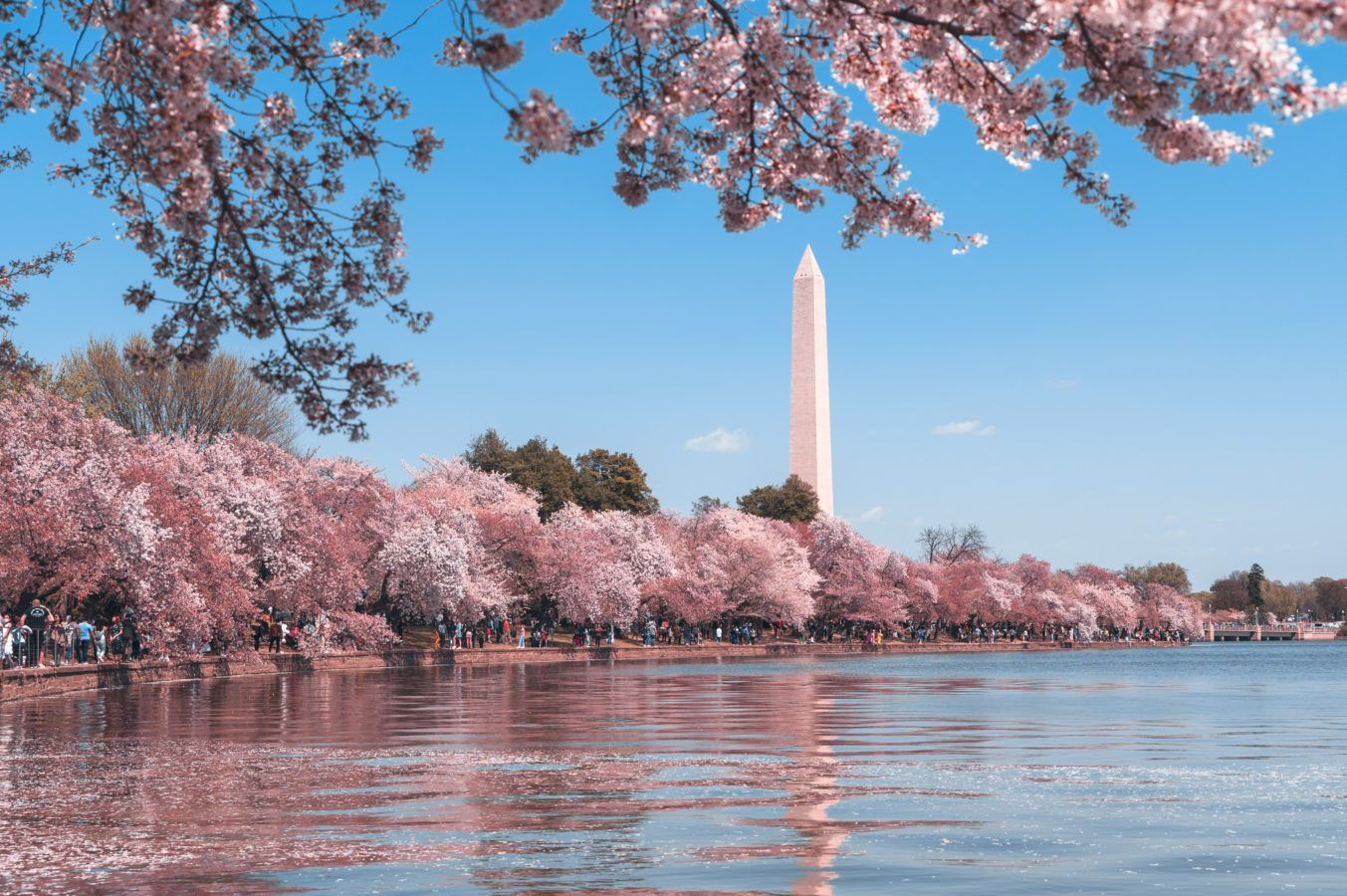 7 places around the world for the most beautiful cherry blossoms — besides Japan