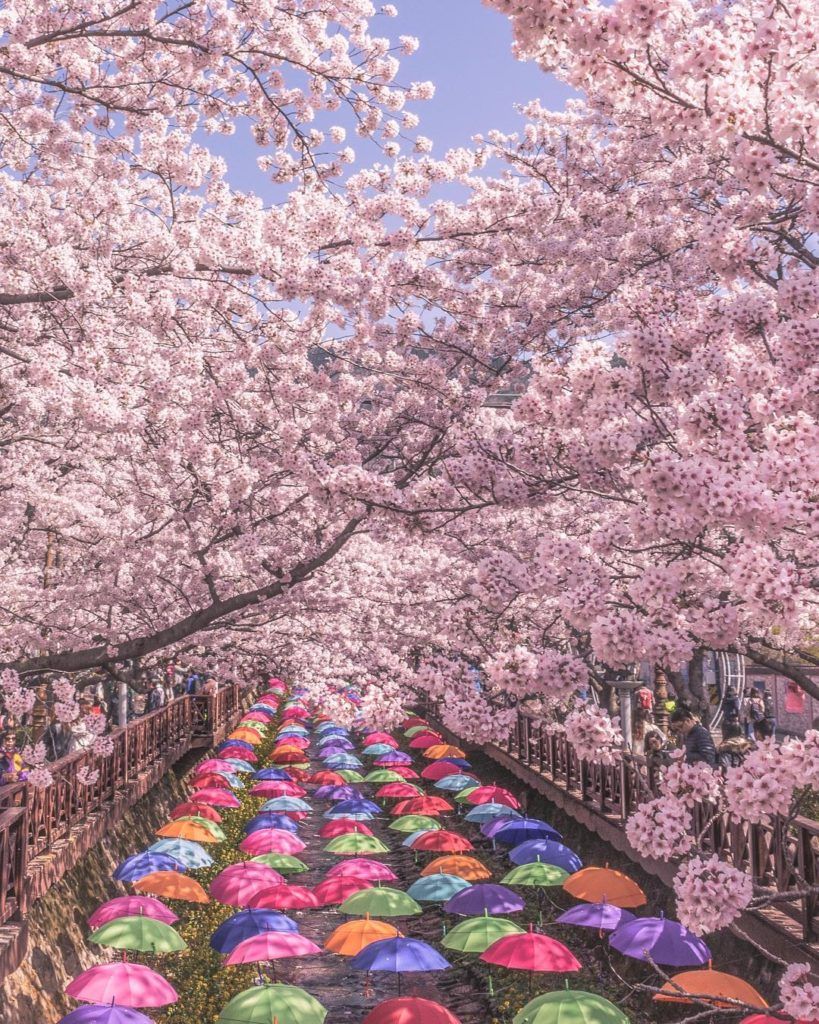 cherry blossoms cherry blossom South Korea jinhae gunhangje festival changwon  