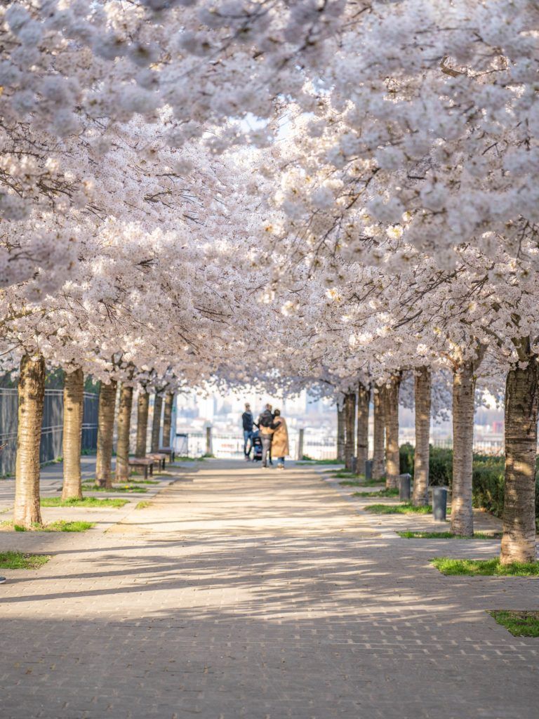 cherry blossoms cherry blossom Paris france