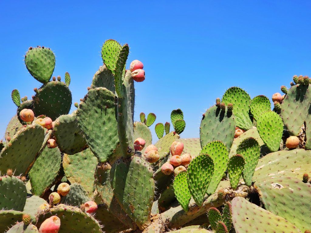 Your guide to prickly pear cactus and all its surprising health benefits