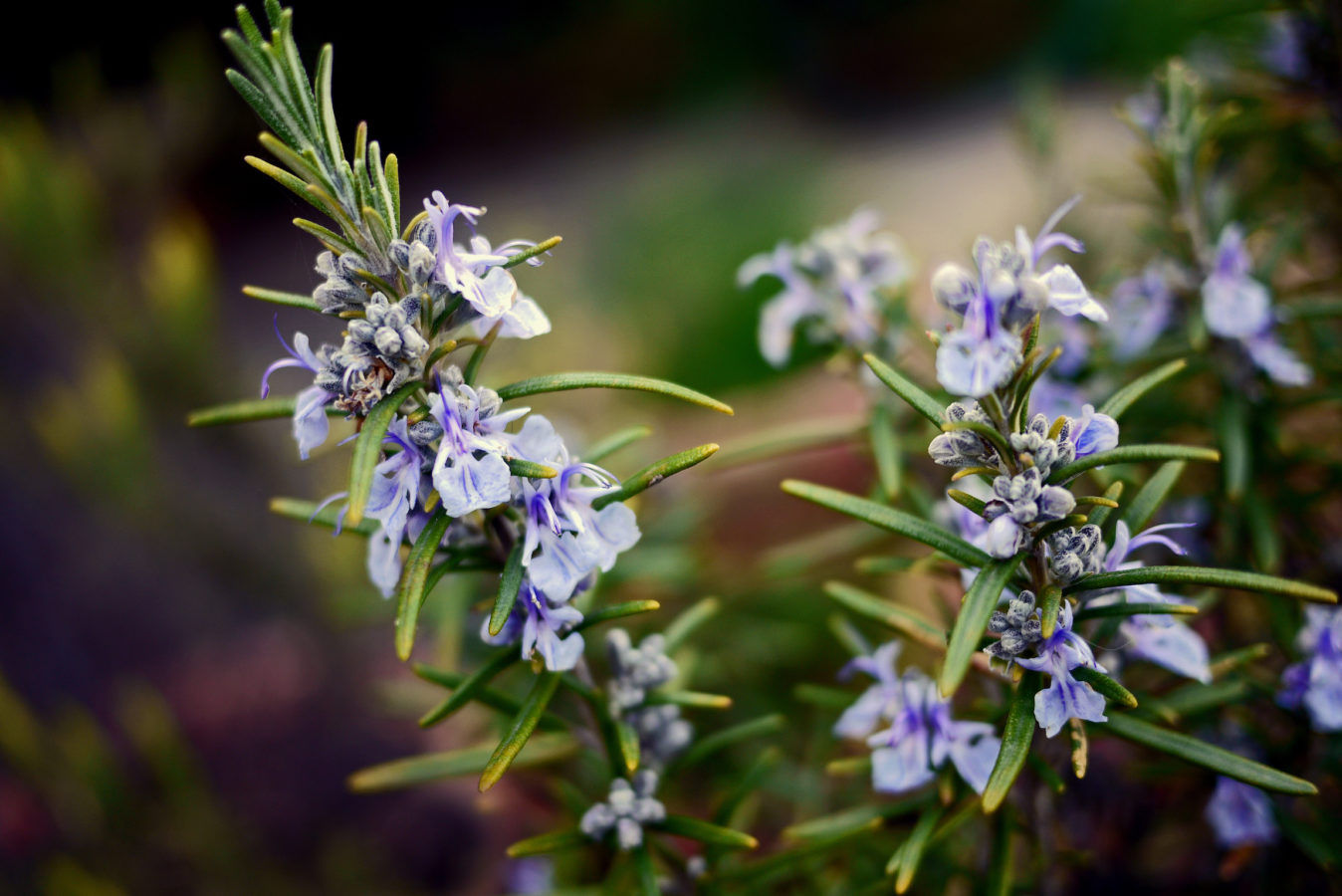 Rosemary oil is the latest hair care ingredient that’s viral on TikTok