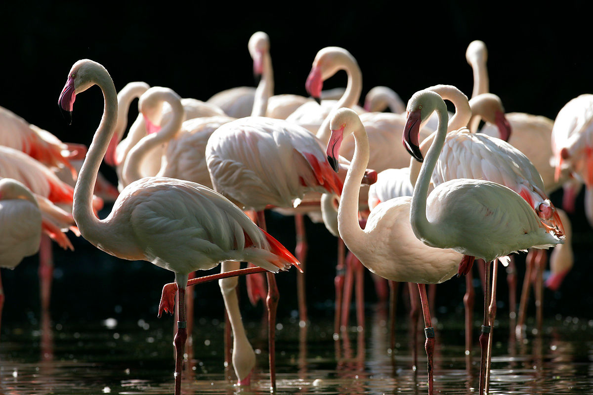 You can now sleep with flamingos with Jurong Bird Park’s new staycation