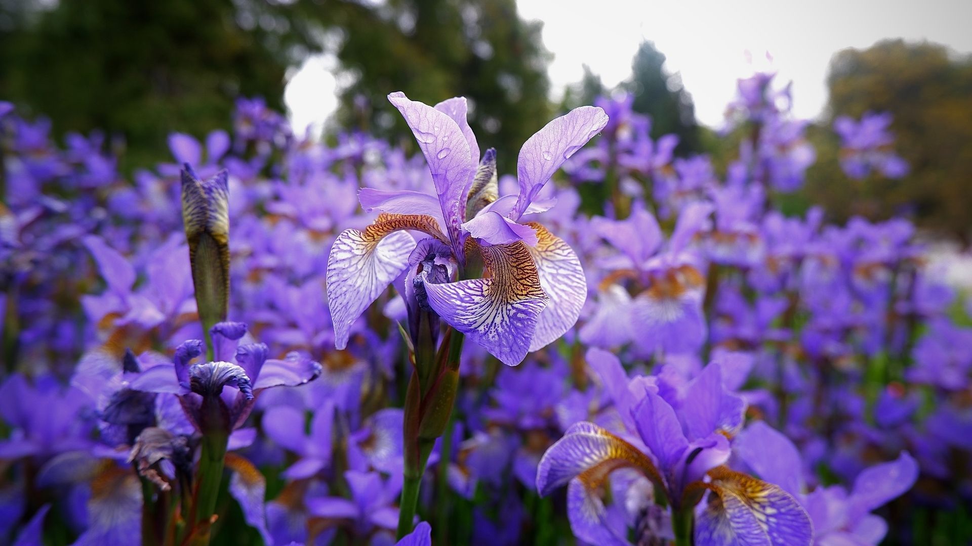 Most beautiful flowers: Iris