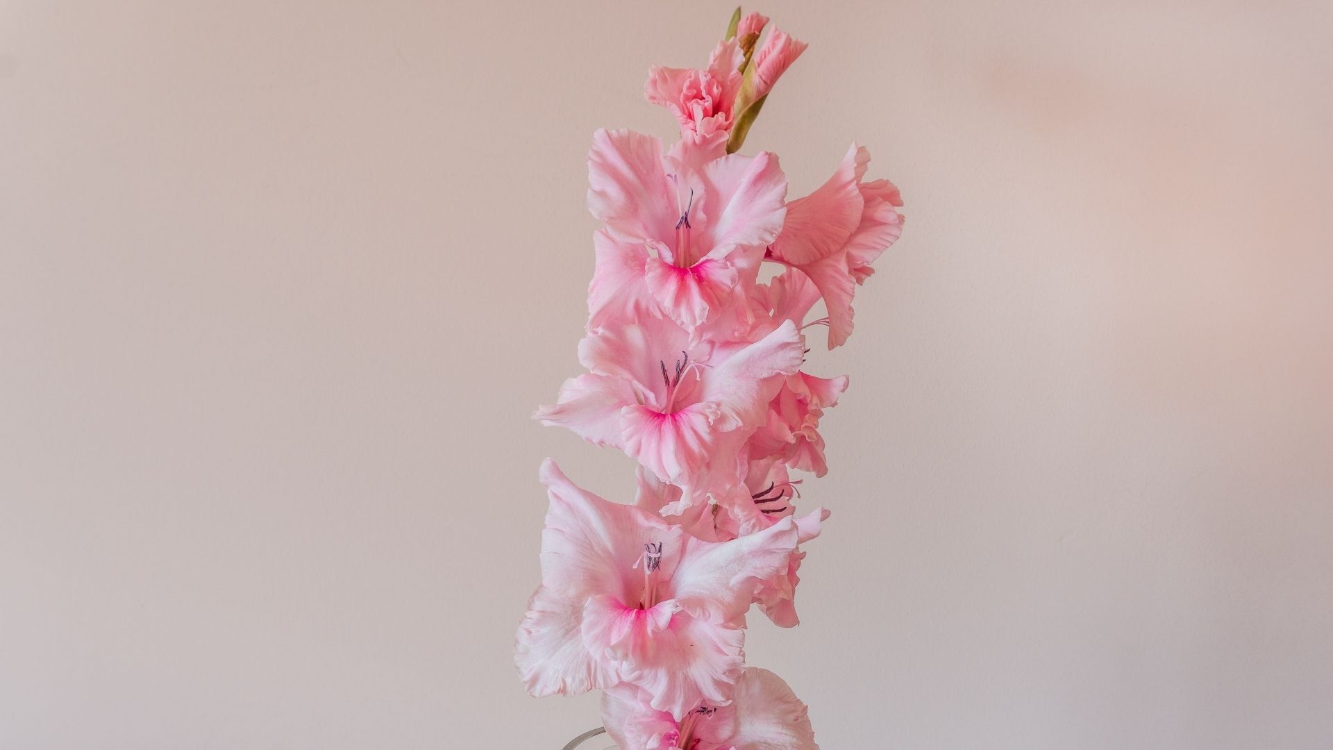 Most beautiful flowers: Gladiolus