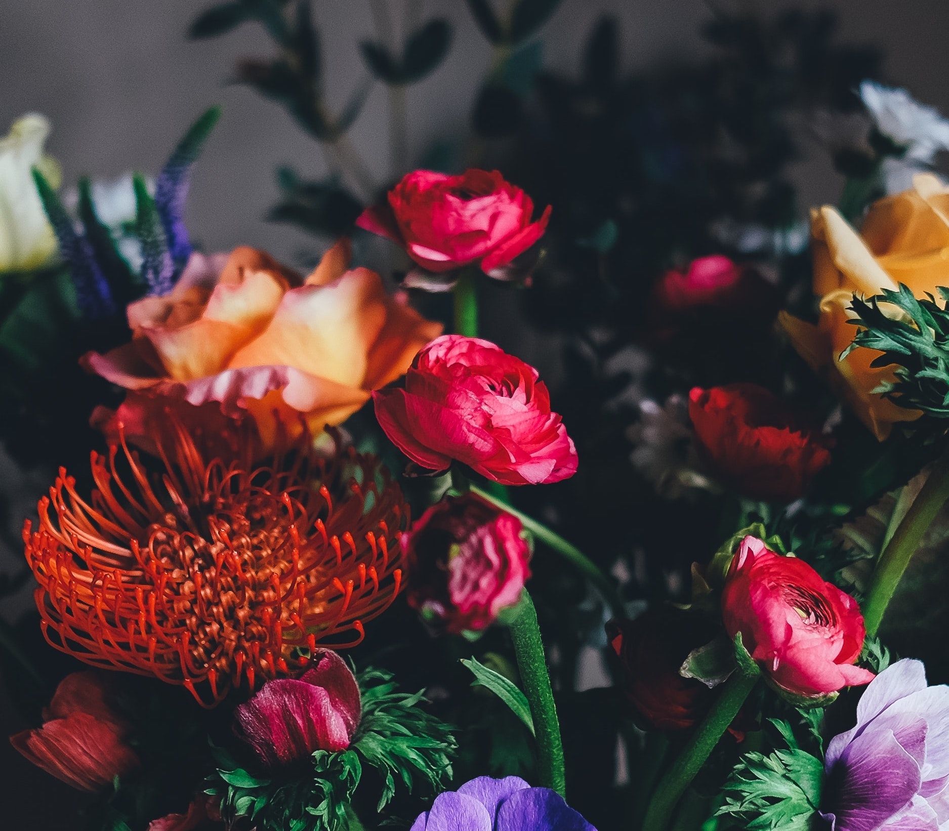 most beautiful orange roses in the world