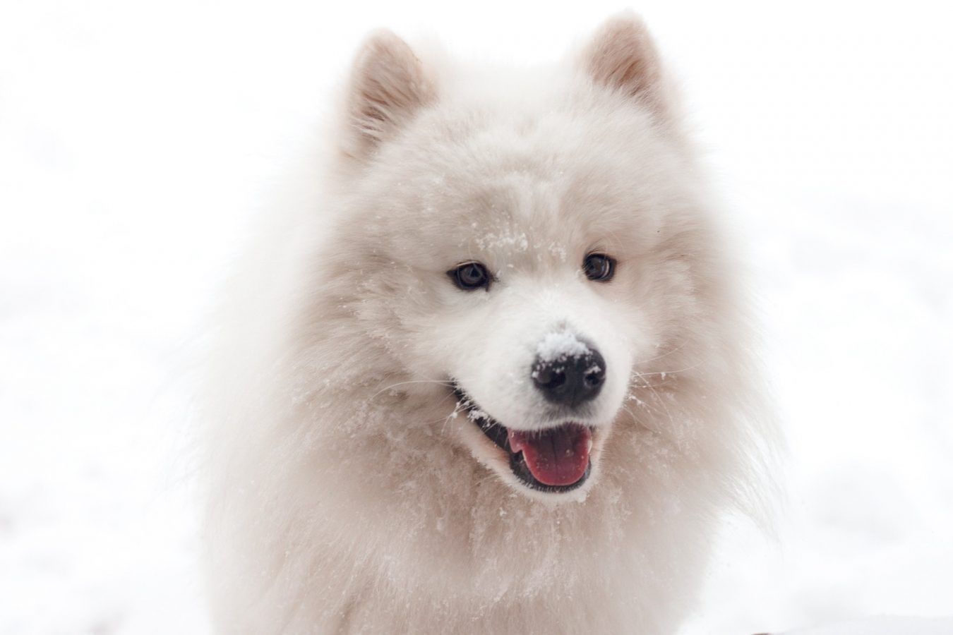 10 most expensive dog breeds in the world today