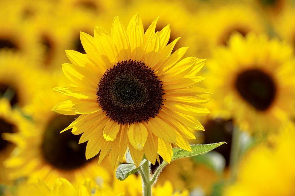 sunflowers