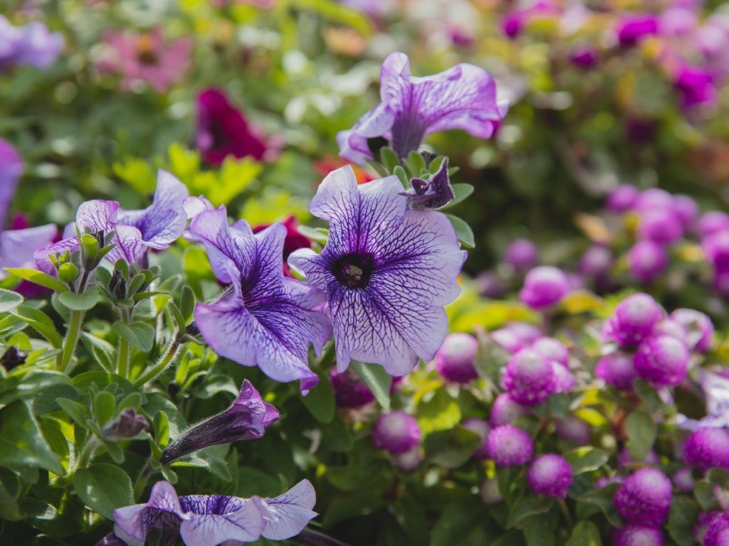 petunia easiest flowers to grow
