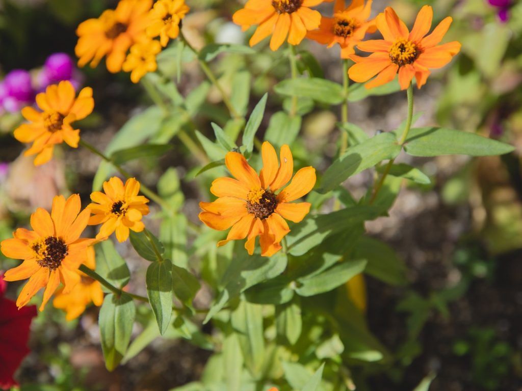zinnias flowers that bloom all year