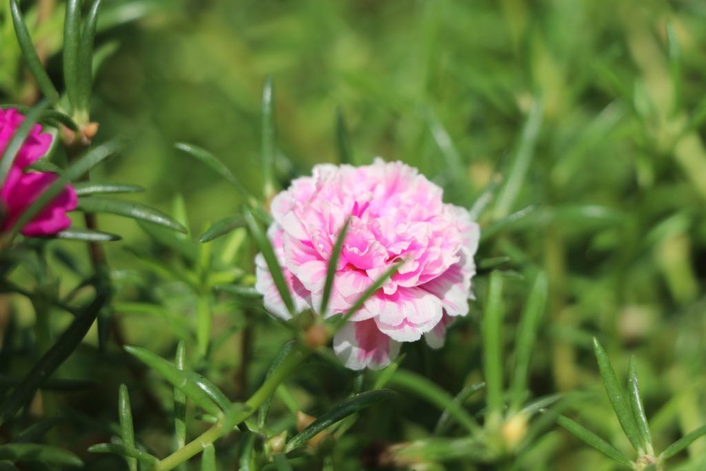portulaca