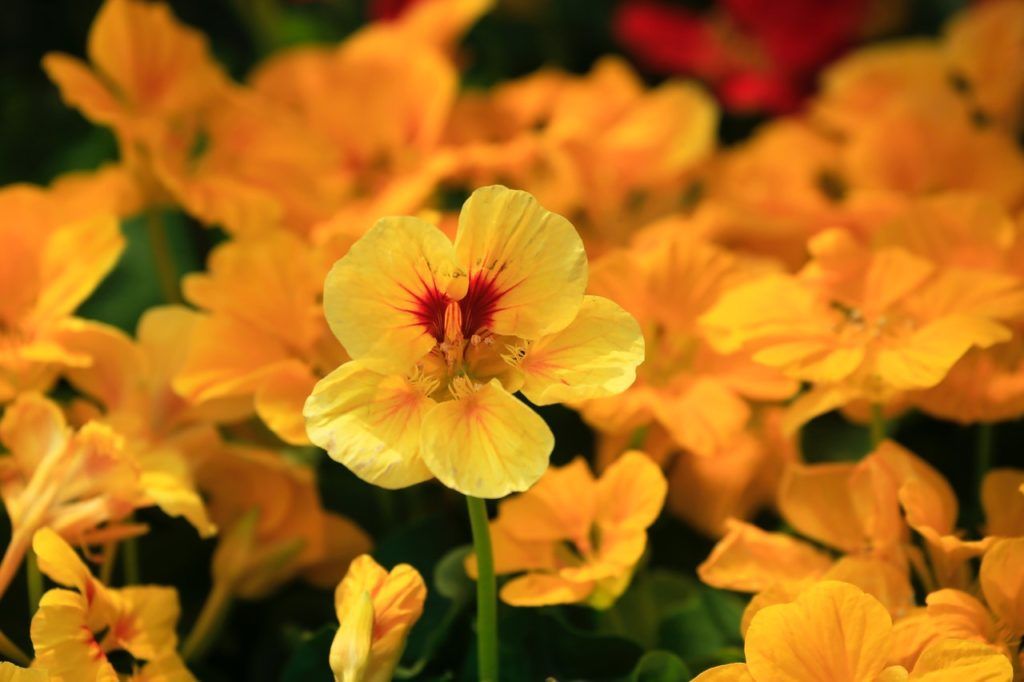 Nasturtium flowers that bloom all year
