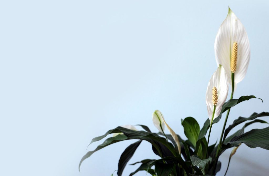 peace lily flowers that bloom all year