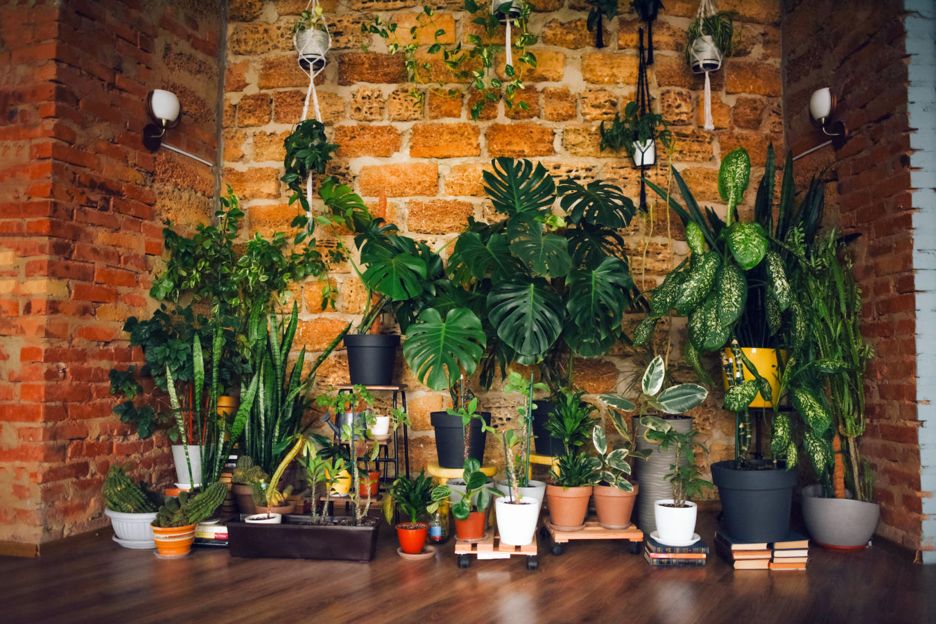 These are the most expensive houseplants in the world