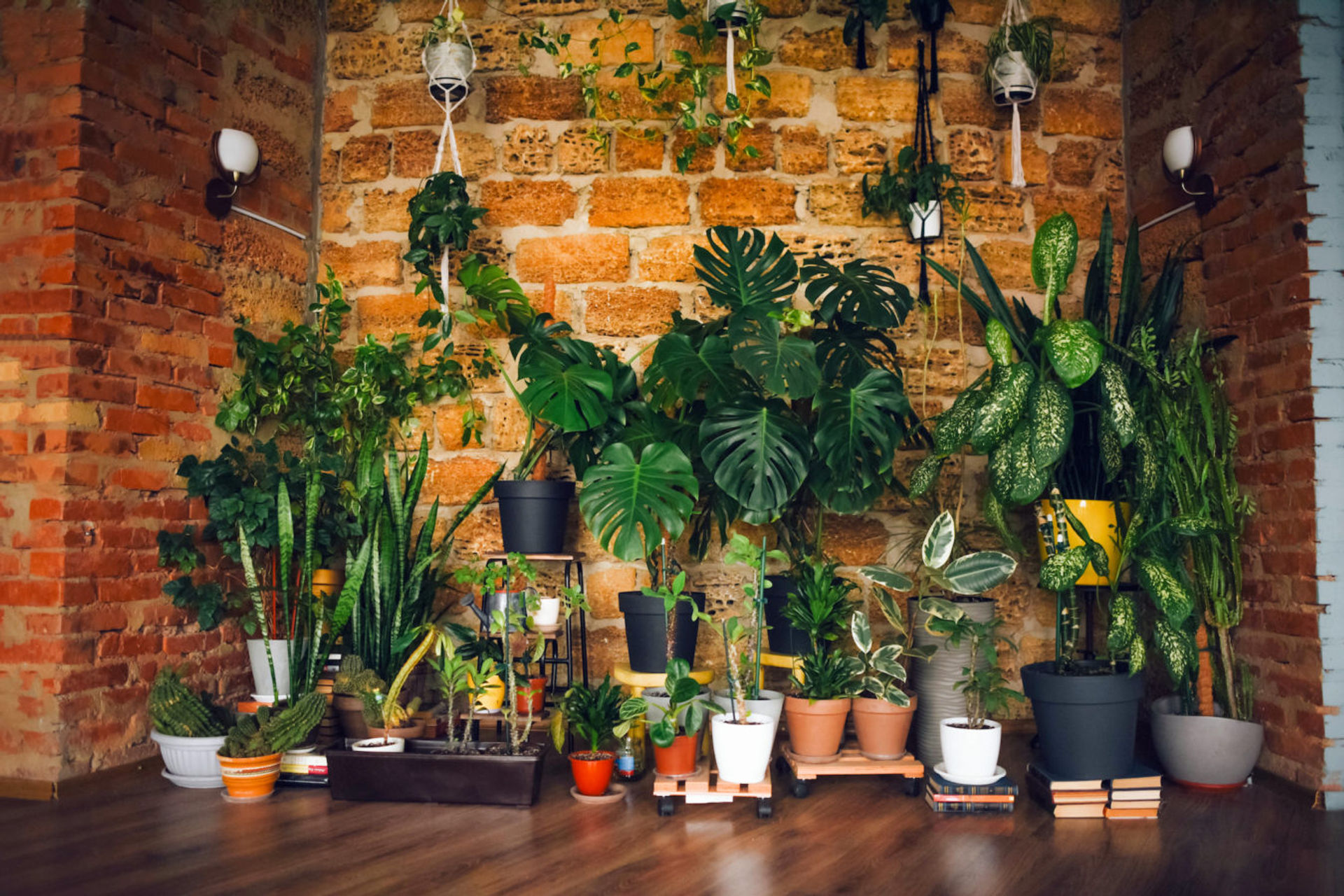 These are the most expensive houseplants in the world