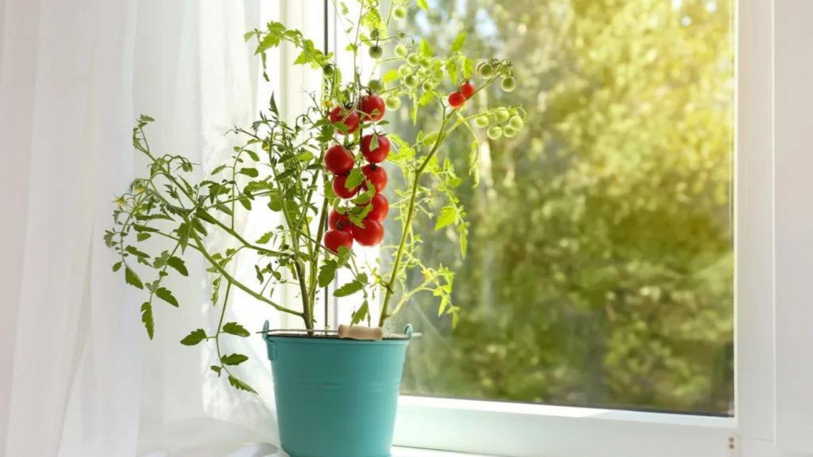 How to grow tomatoes indoors for vine-ripened fruit all year round
