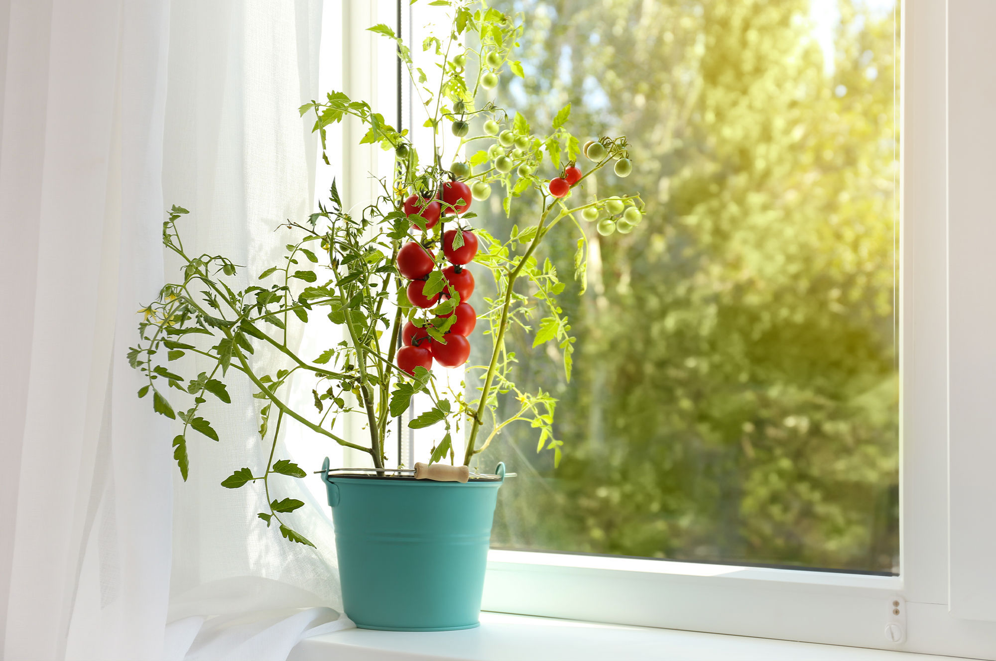 Your complete guide to growing tomatoes indoors