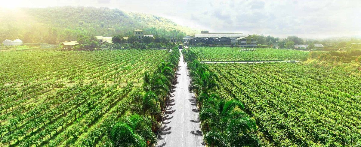 9 stunning vineyards in Asia every wine lover must visit