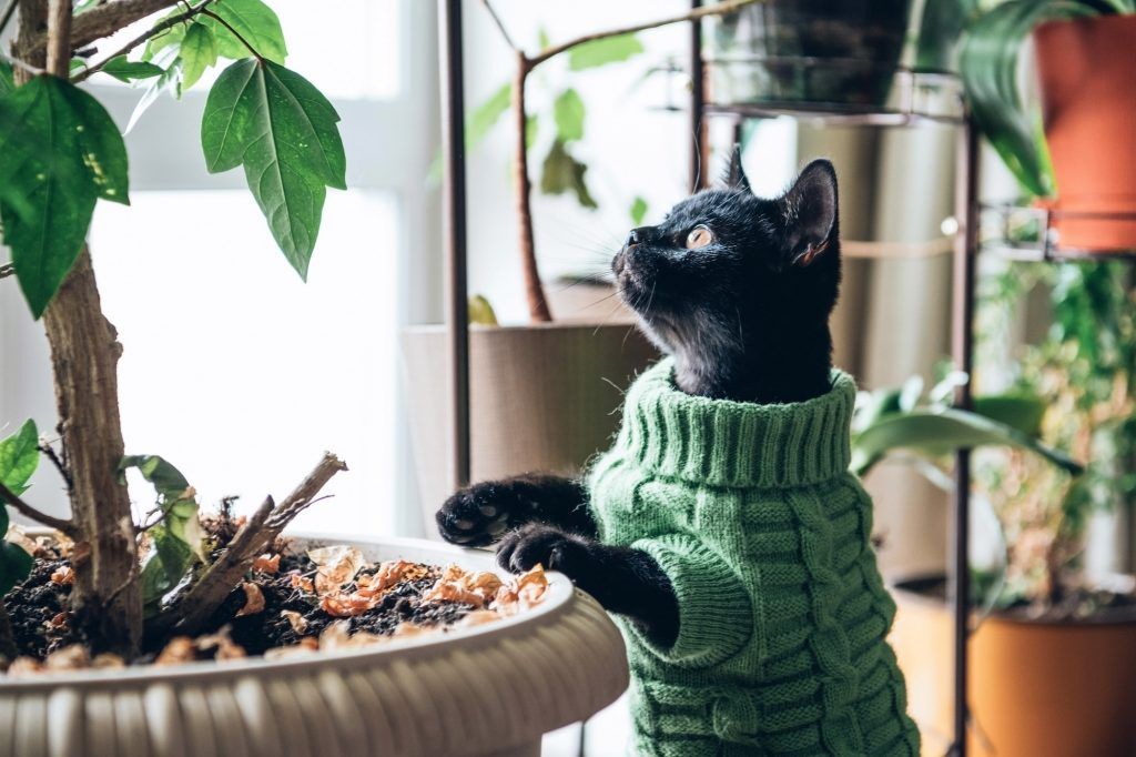 These air purifying indoor plants can freshen up your home