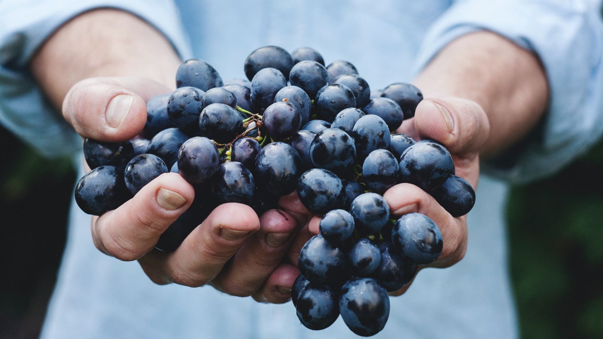 benefits of red wine