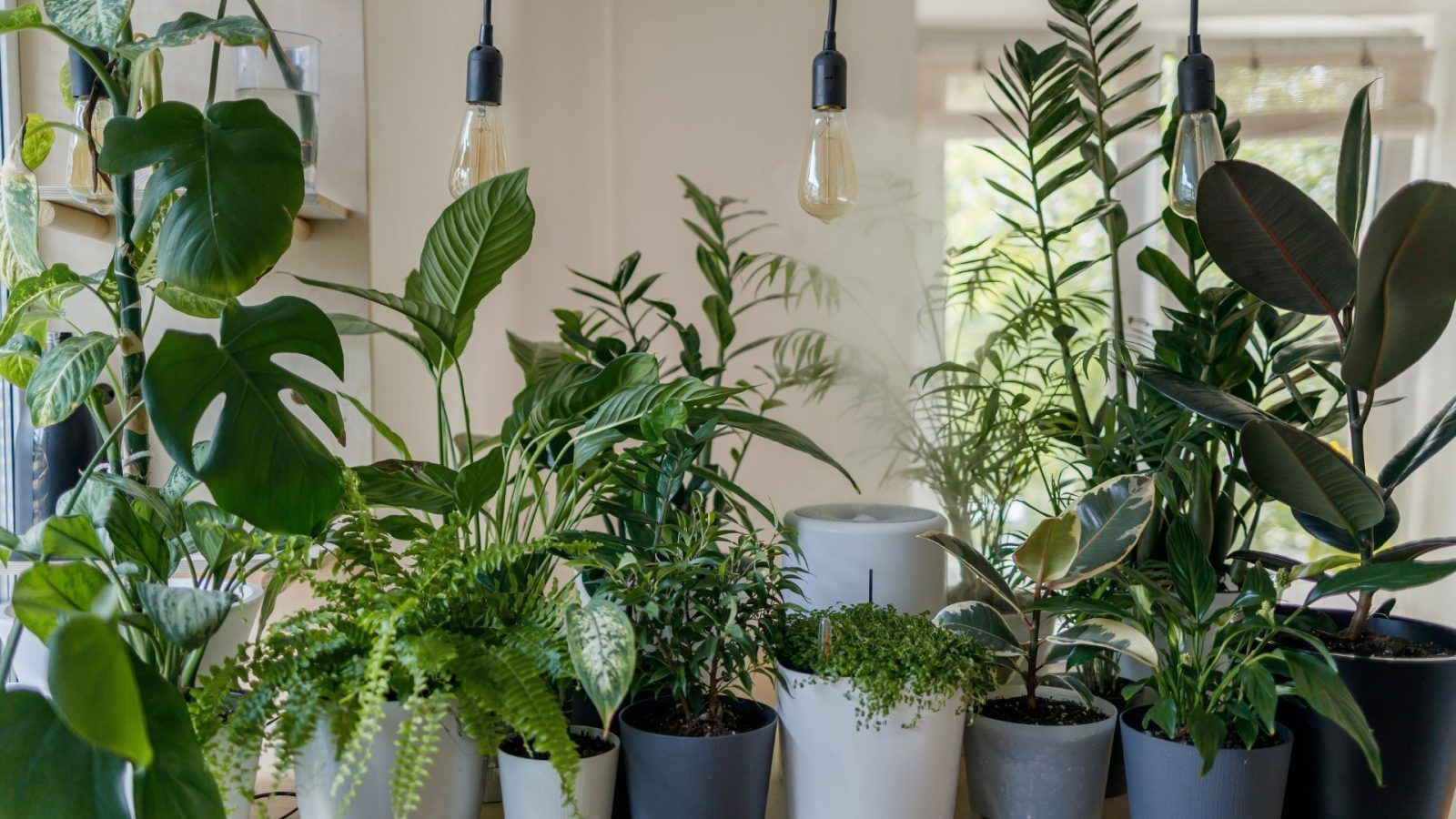 11 Vastu plants that help promote success and prosperity to the home