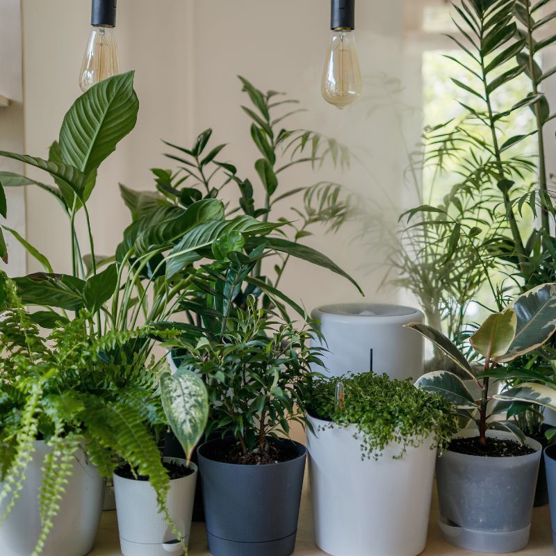 11 Vastu plants that help promote success and prosperity to the home