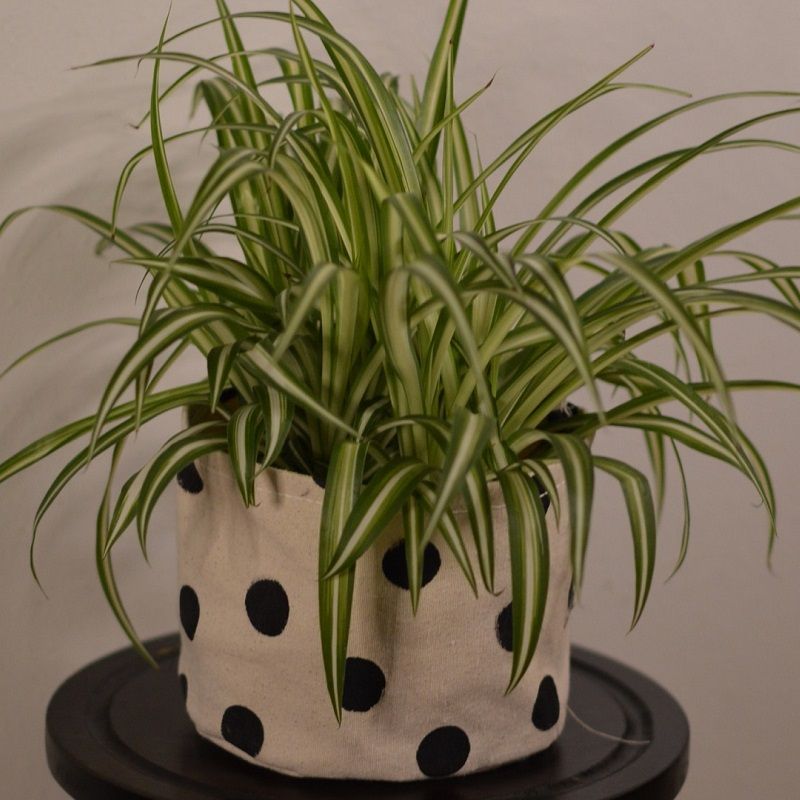 A guide on how to grow and care for a spider plant