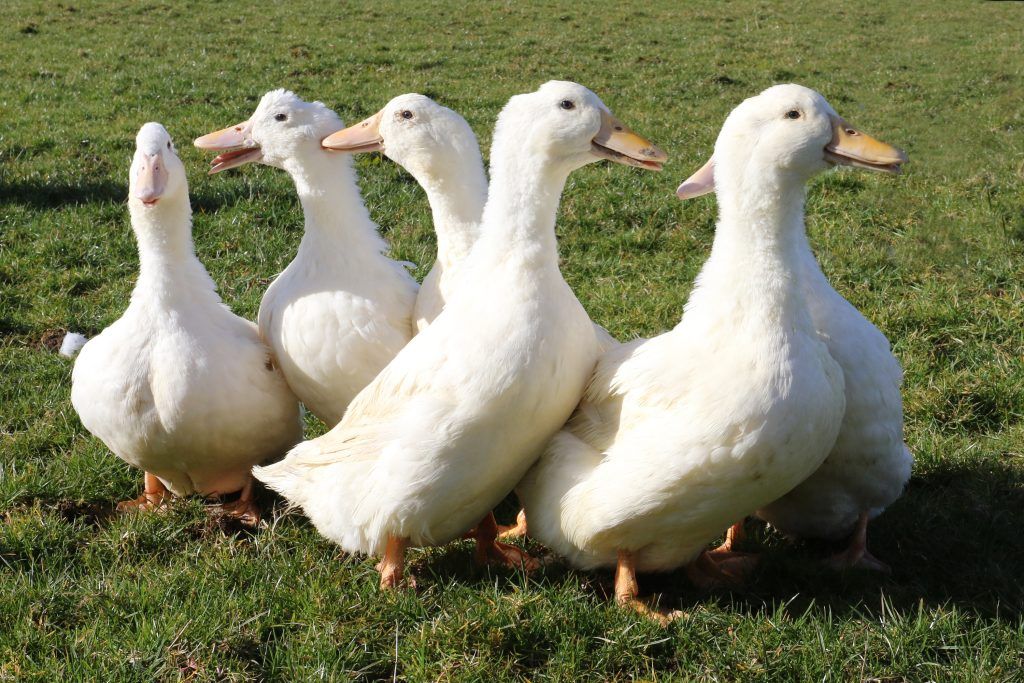 How Ireland created the best duck in the world | Lifestyle Asia Singapore