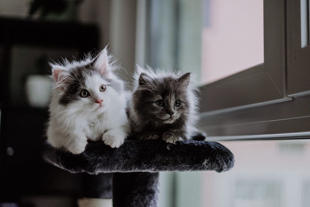 The best cat breed for your zodiac sign – yes, it’s a thing