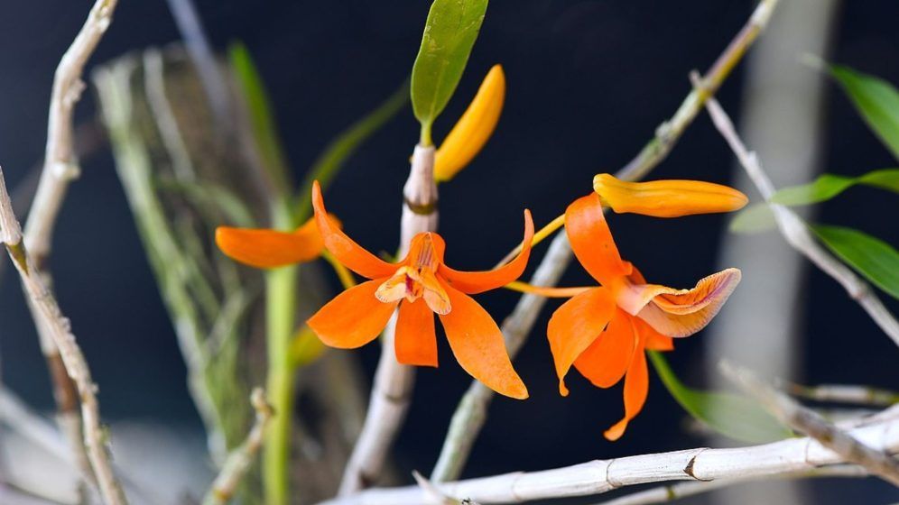 Aries — Orange orchid 