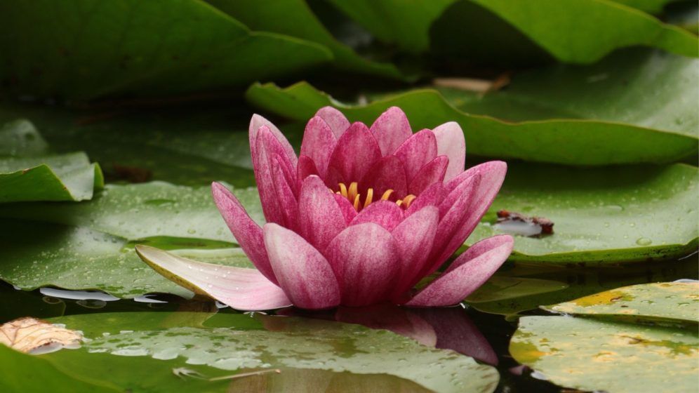 Cancer — Water lily