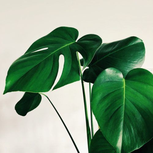 Chinese zodiac Lucky flowers based on your sign to bring good luck