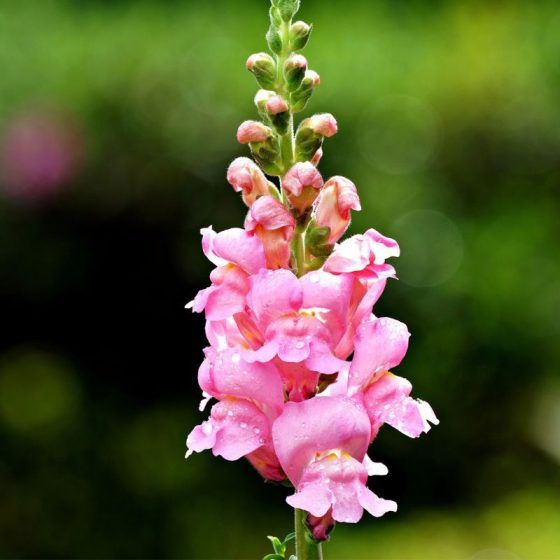 Rabbit: Snapdragon