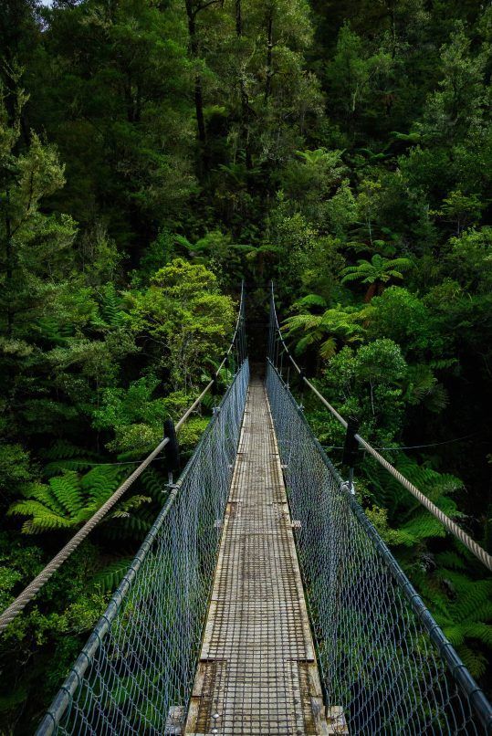 nature bath for mental health rainforest