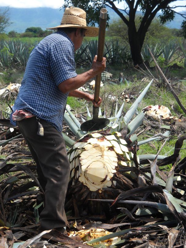 most expensive tequilas in the world how it is made agave farms