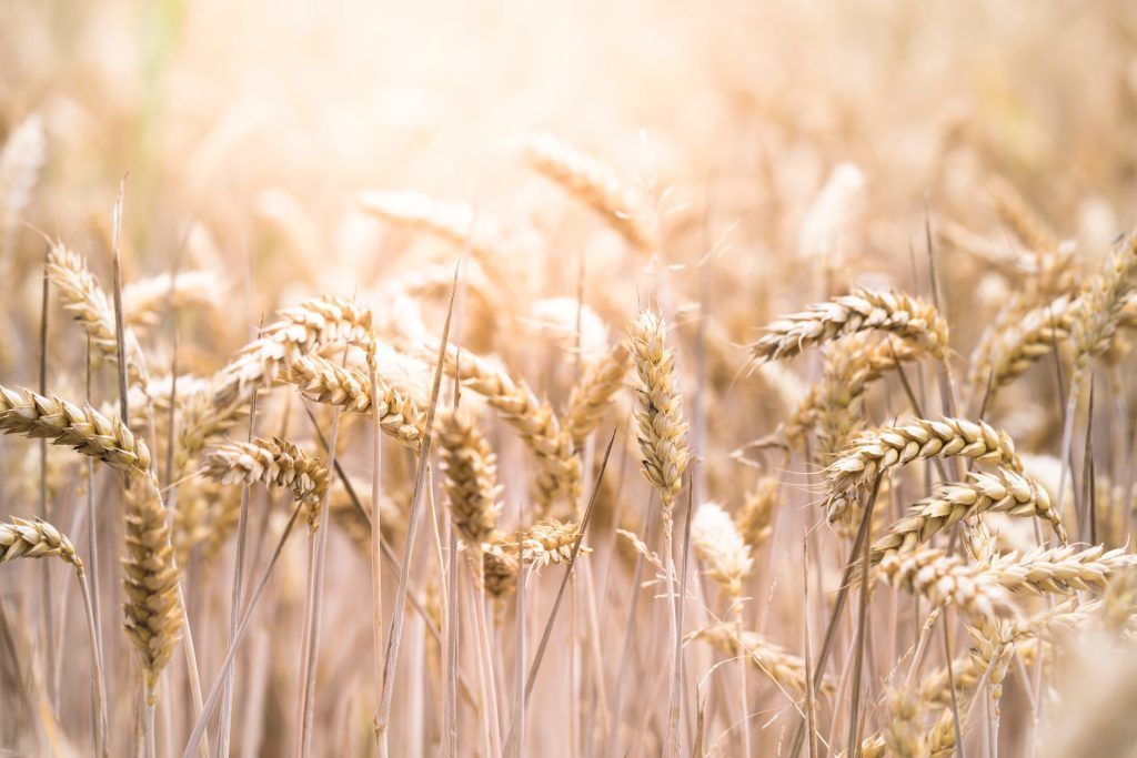 flax wheat rye anti-ageing skincare