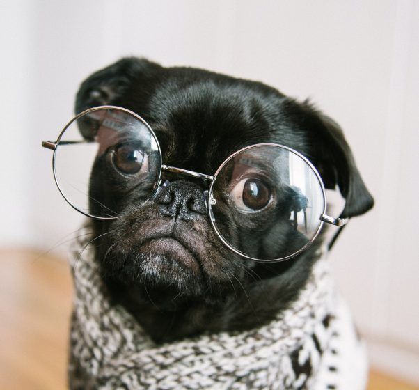 Discover the perfect dog breeds for your zodiac sign The Ultimutt guide!