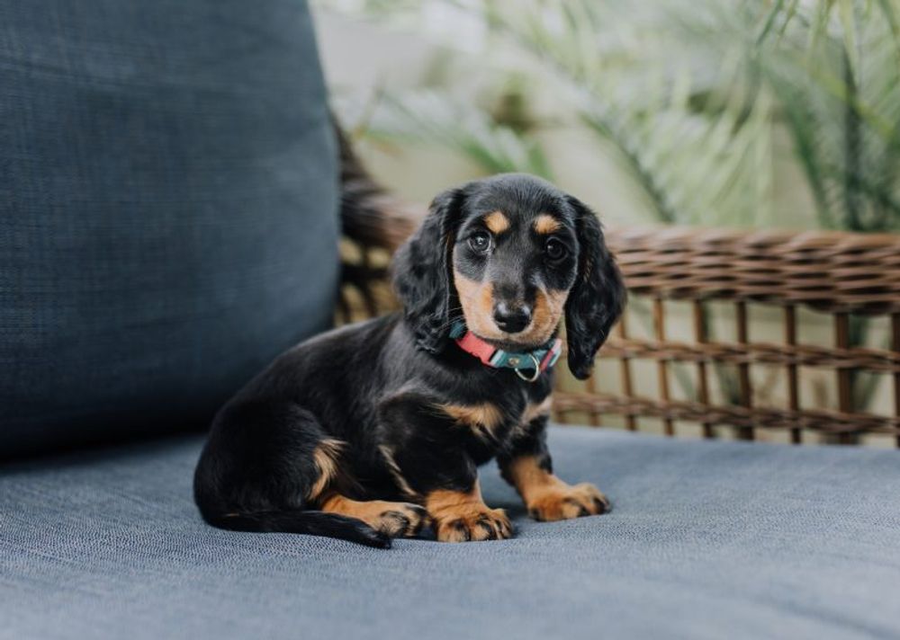 Discover the perfect dog breeds for your zodiac sign The Ultimutt guide!