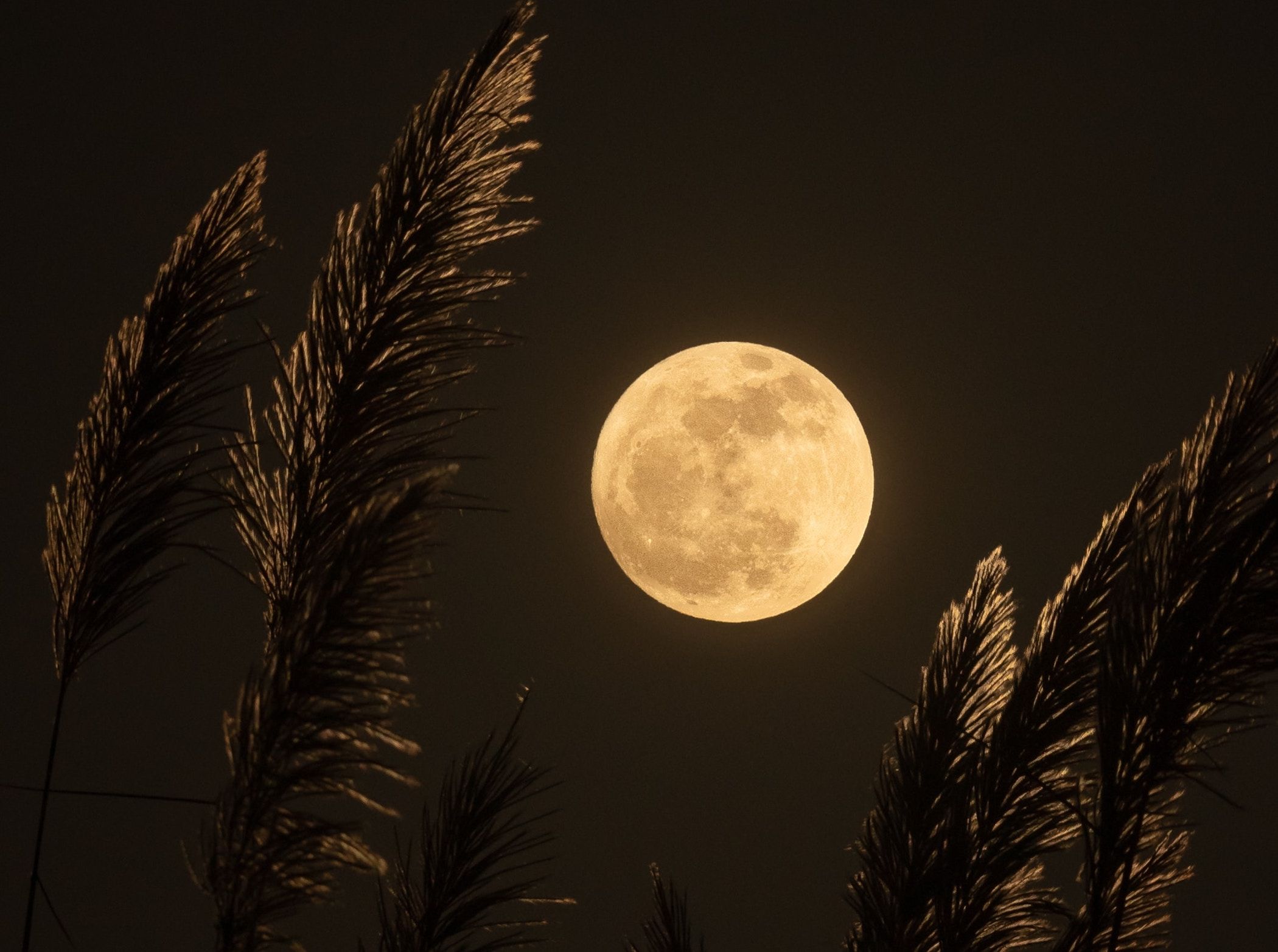 Full moon July 2023 How will the buck supermoon affect your zodiac sign