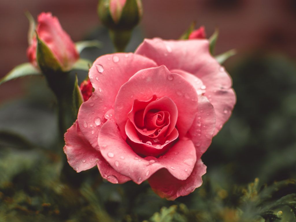 5 beauty benefits of rose water that’ll give you radiant skin