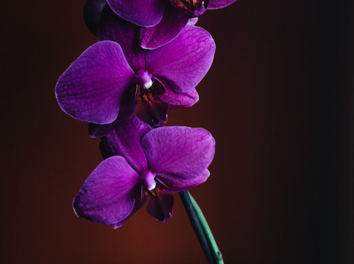 most-lucky-and-unlucky-colours-for-the-leo-zodiac-sign