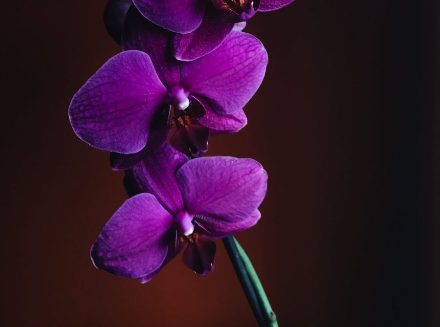 most-lucky-and-unlucky-colours-for-the-leo-zodiac-sign